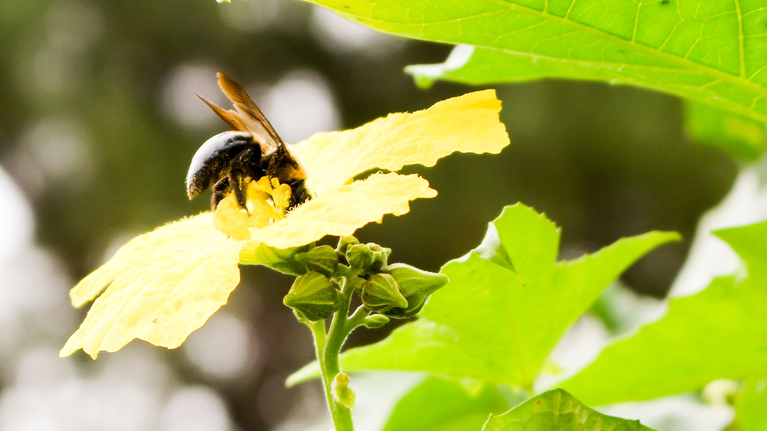 bee hovers over yellow flower