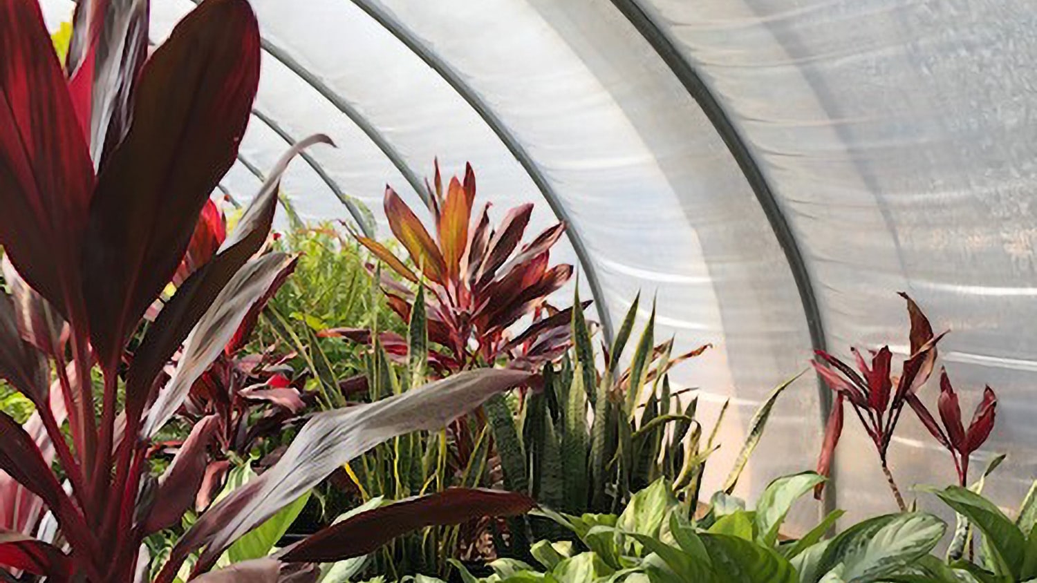 Flowers inside new NC State greenhouse.