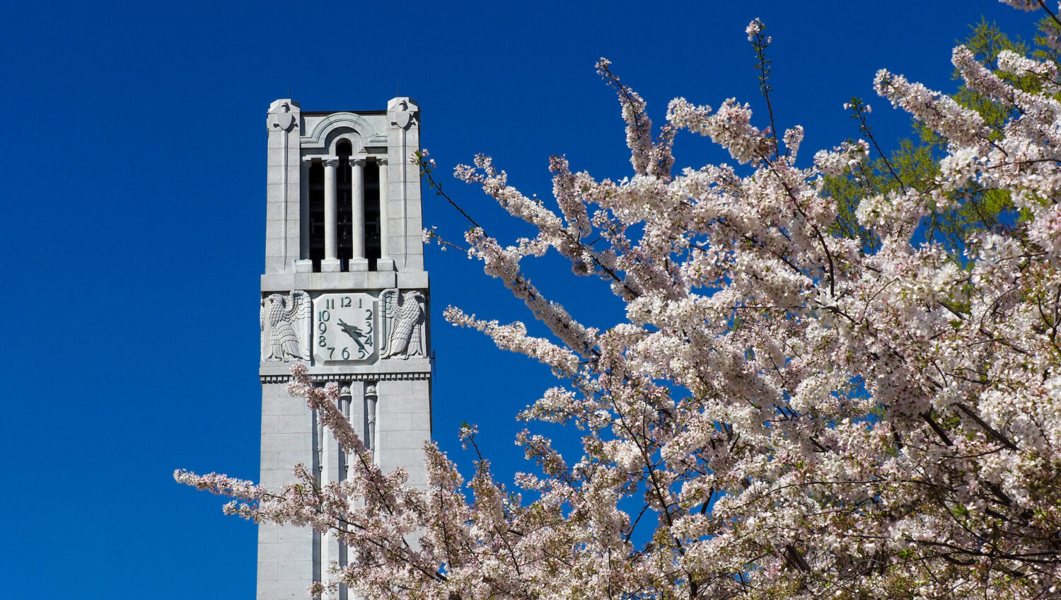 The NC State belltower stands, surrounded by blooms of spring. Photo by Marc Hall.