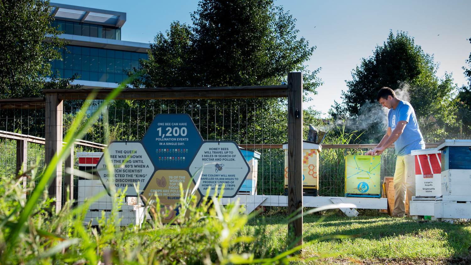 man looks at bee honeycomb hives at apiary set up on Centennial Campus