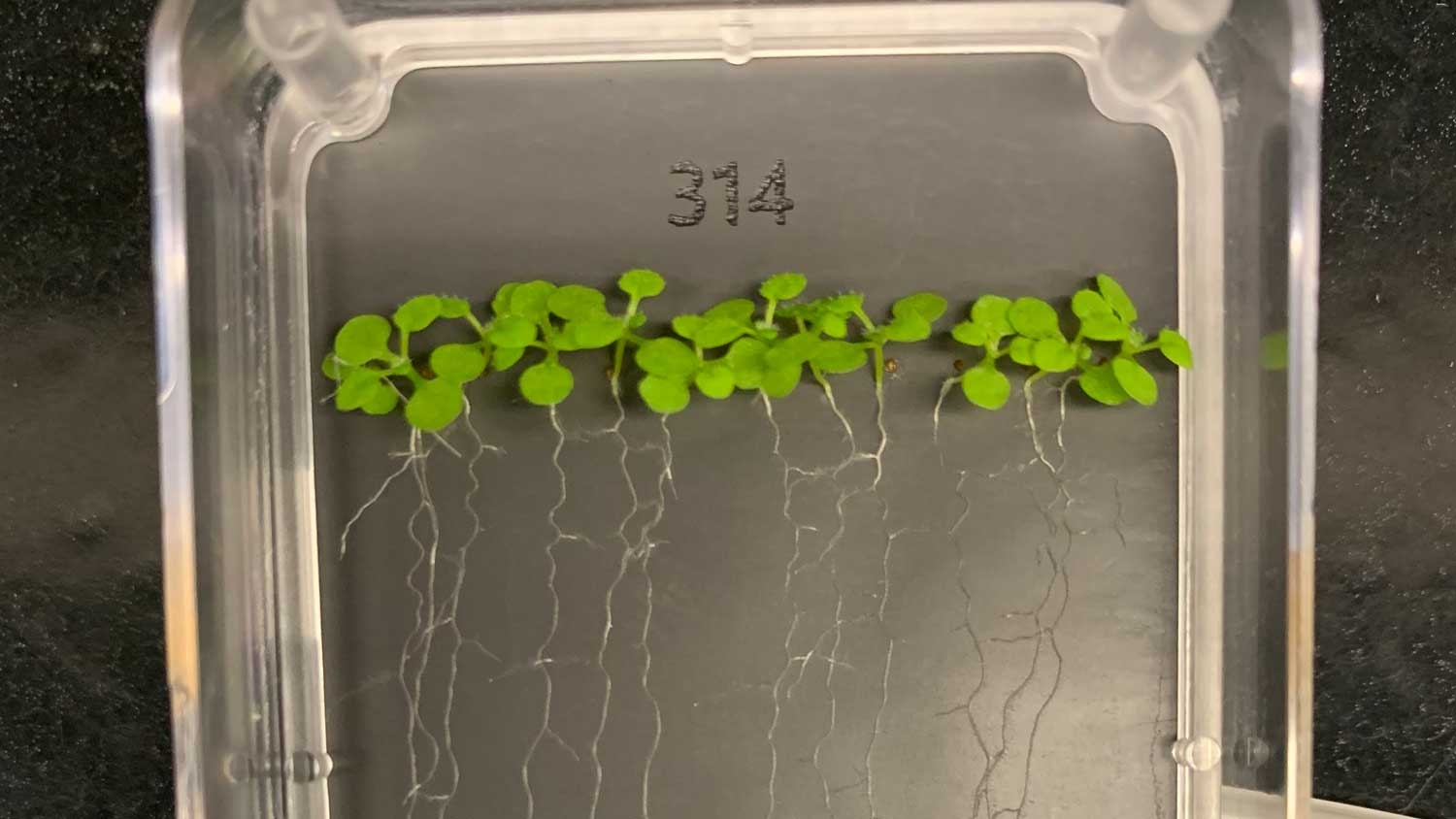 little seedling sprouting on a metal tray