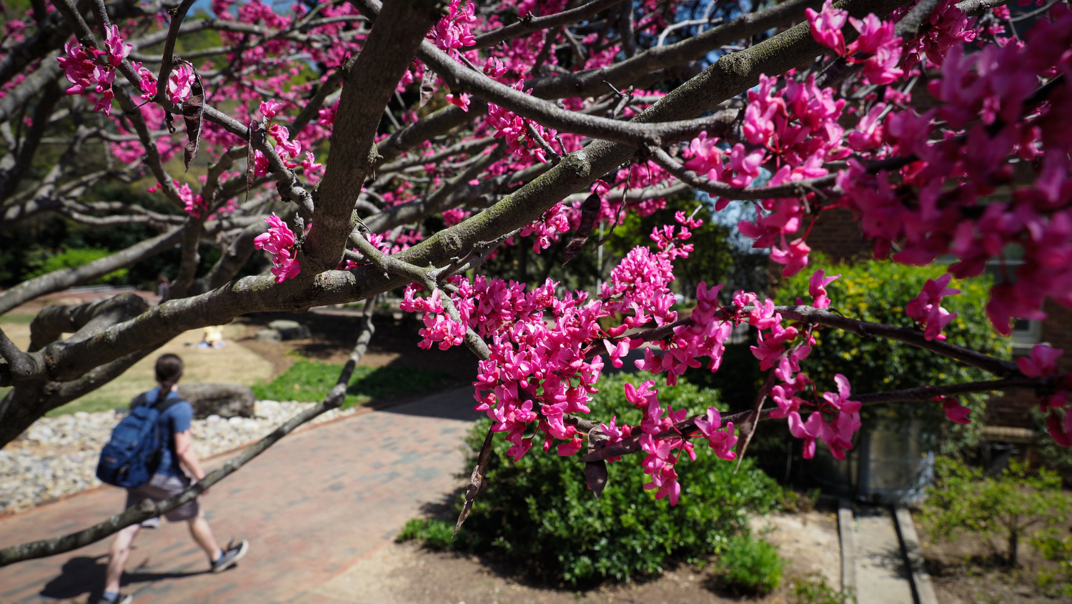 Students walk towards the Talley Student Union, framed by flowering trees during springtime.