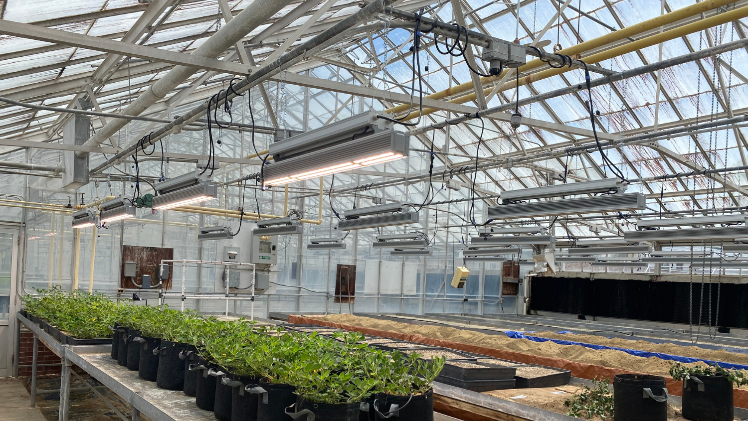 Interior view of greenhouse with new LED Hi-Top 530 HO grow lights