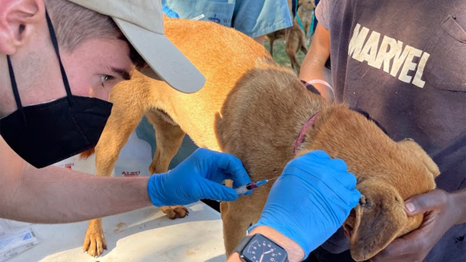 Chase Carey operates on a dog in South Africa