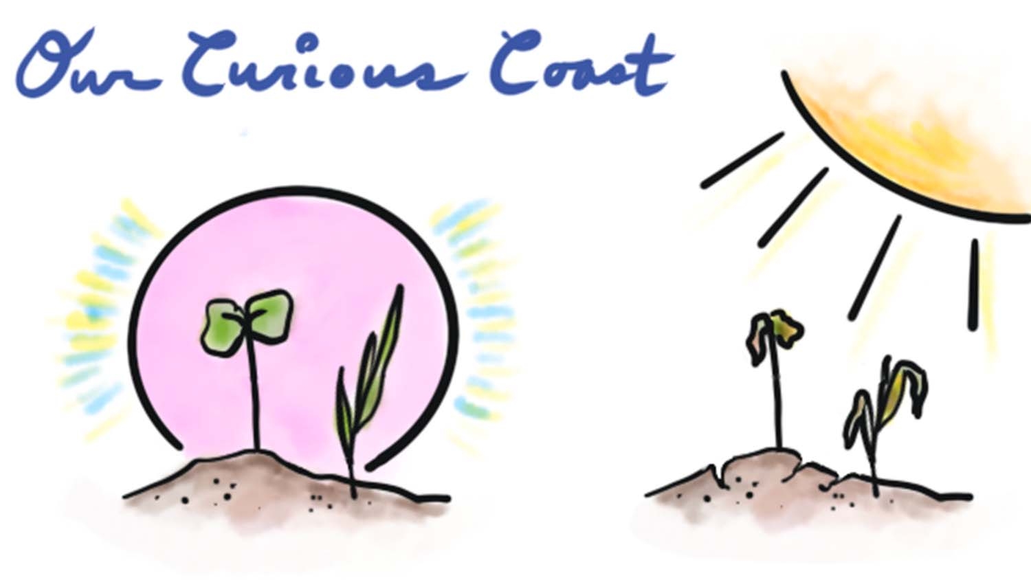 An illustration of plants, soil and the sun