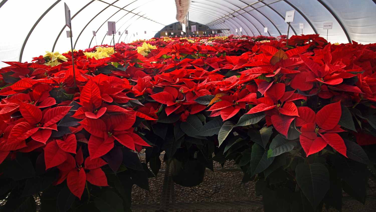 A sea of poinsettia plants at Poinsettia Field Day in a Raulston Arboretum greenhouse.