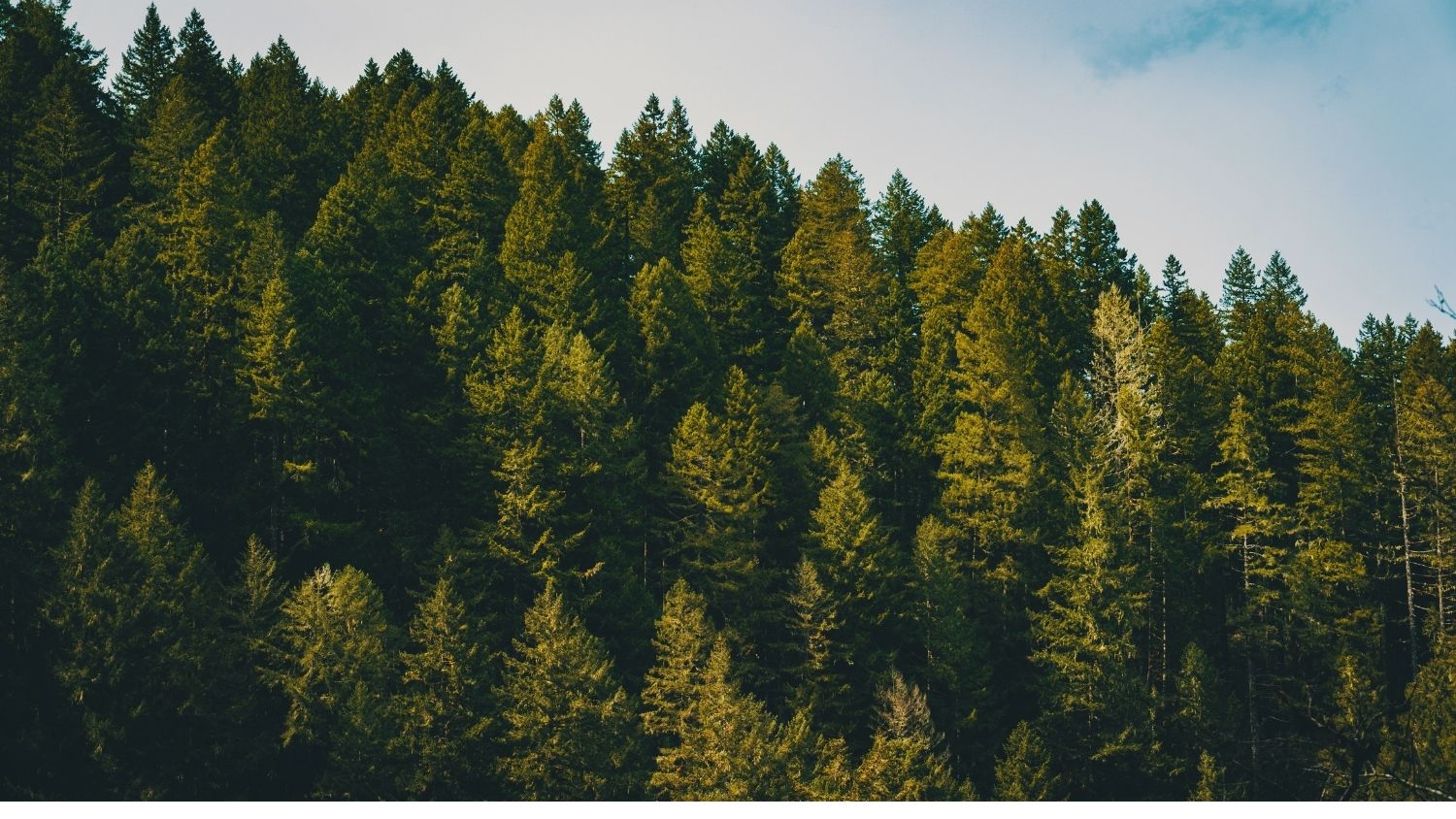 Mountain forest.