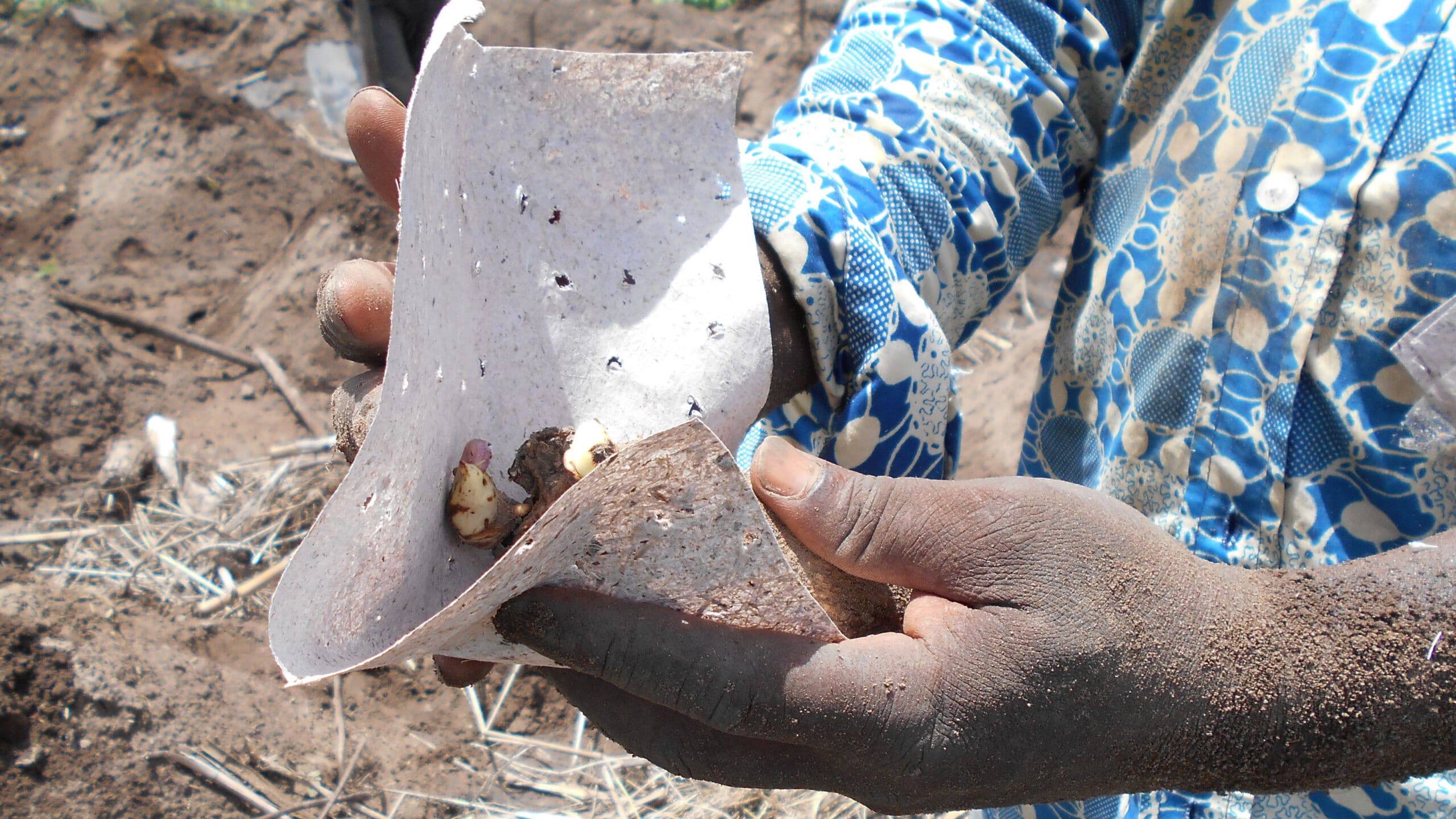 Yam seeds in banana paper ready for planting.