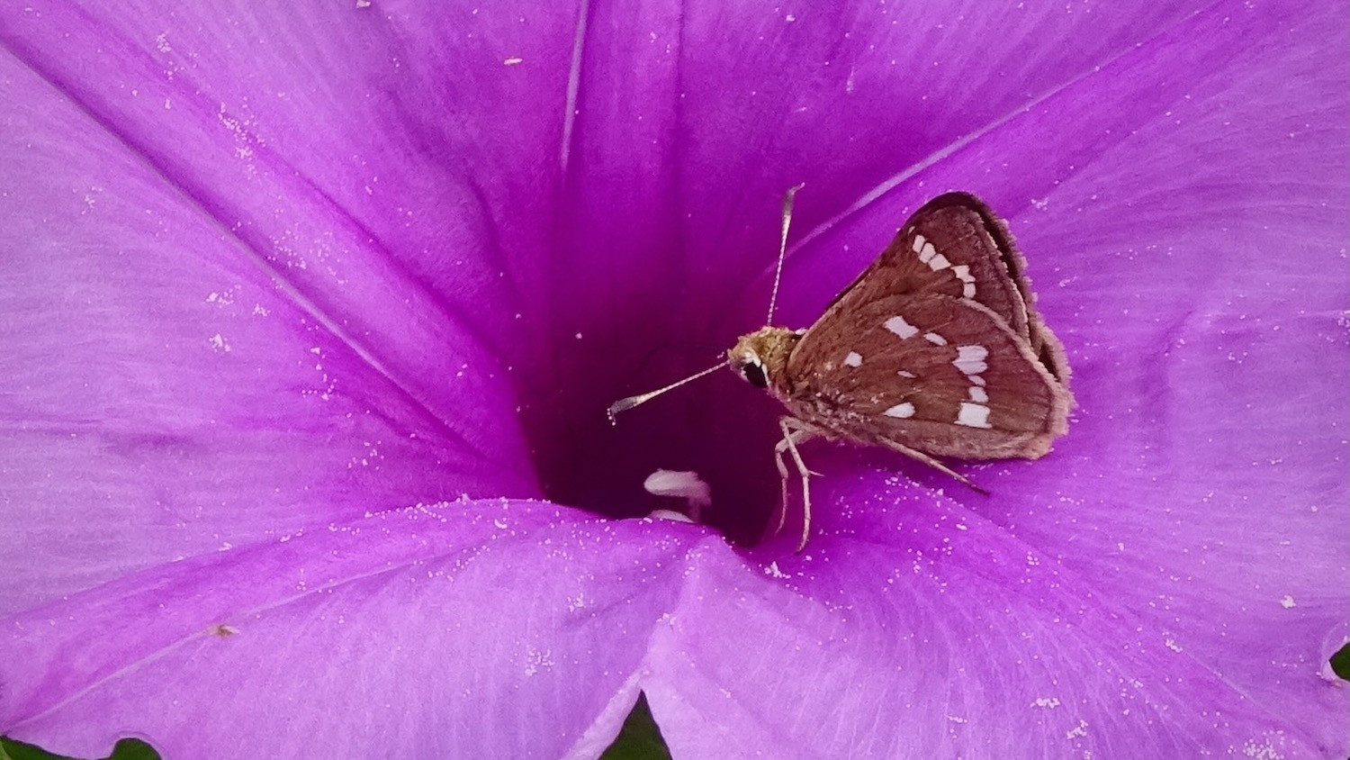 Crystal skippers feeding on morning glories at Fort Macon State Park, NC.