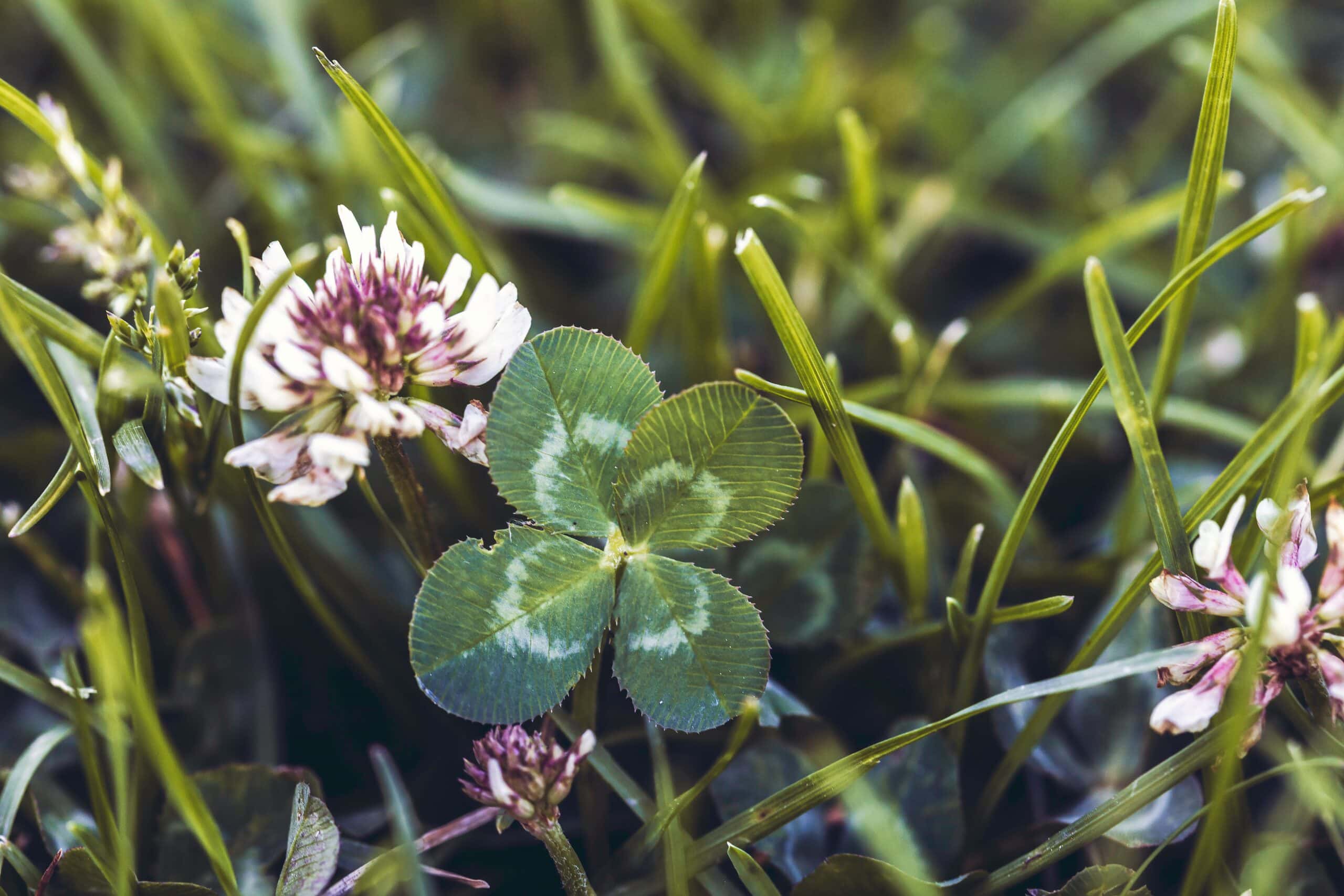 A four-leaf clover next to a clover bloom.