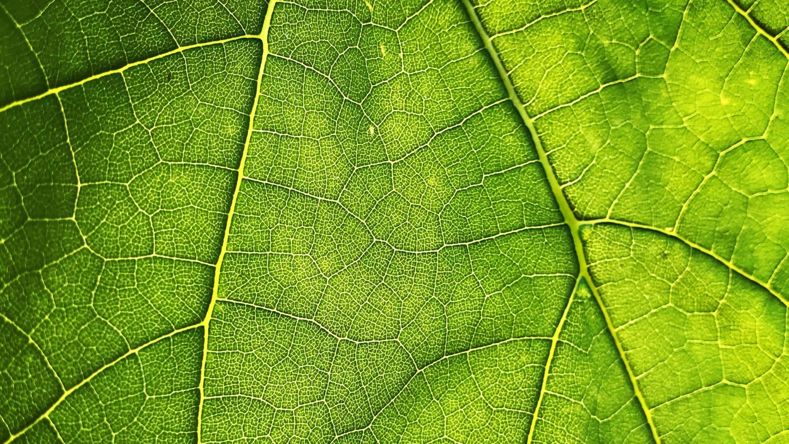 Close-up of a leaf