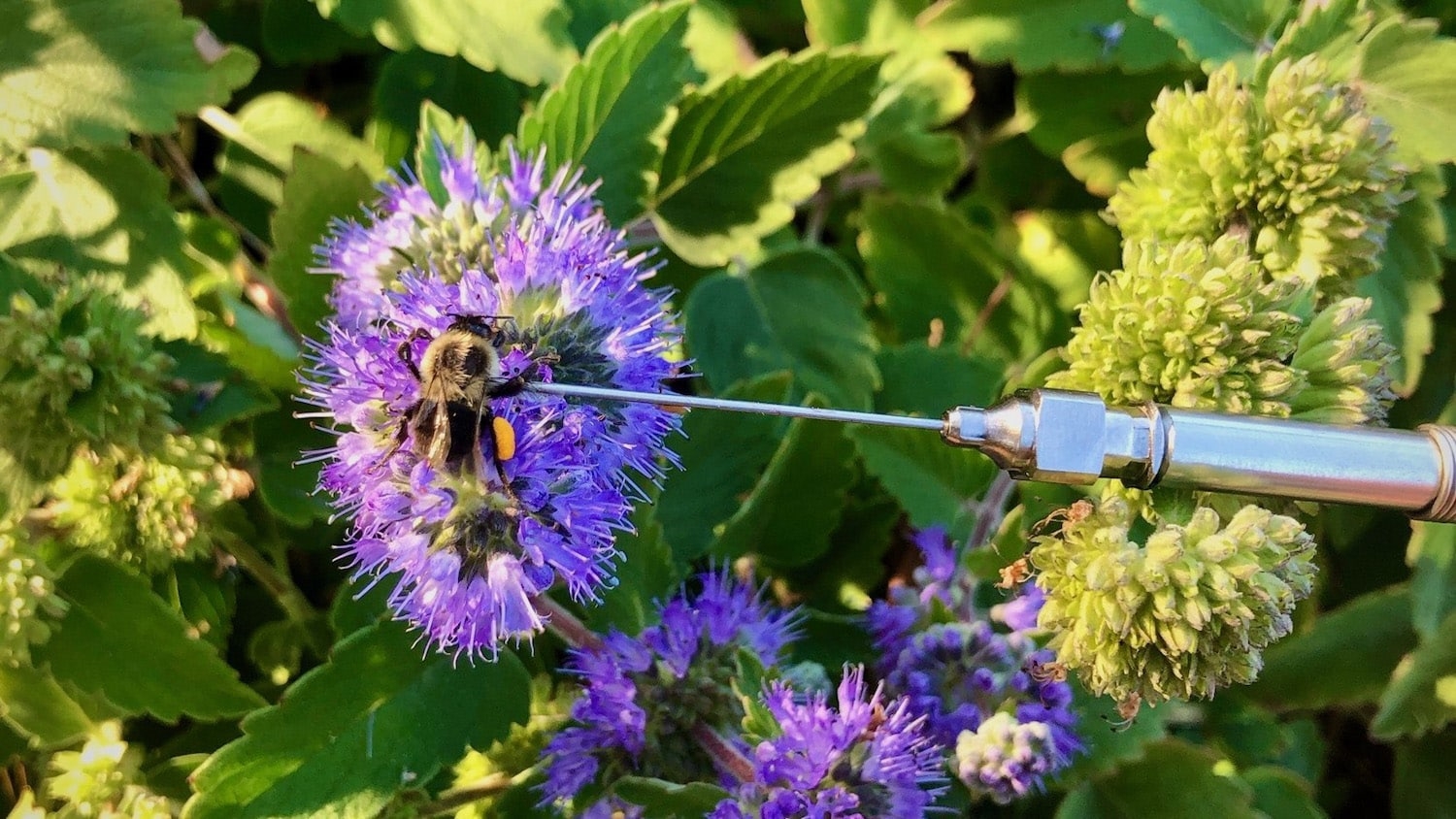 a metal thermometer gently touches the back of a bee on a flower.