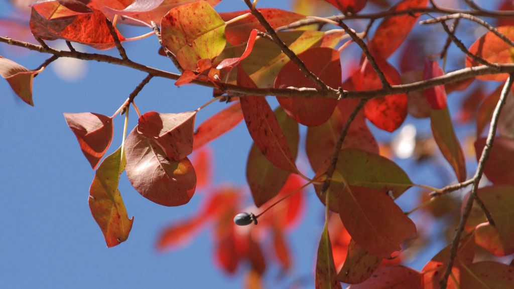 Fall leaves and a berry