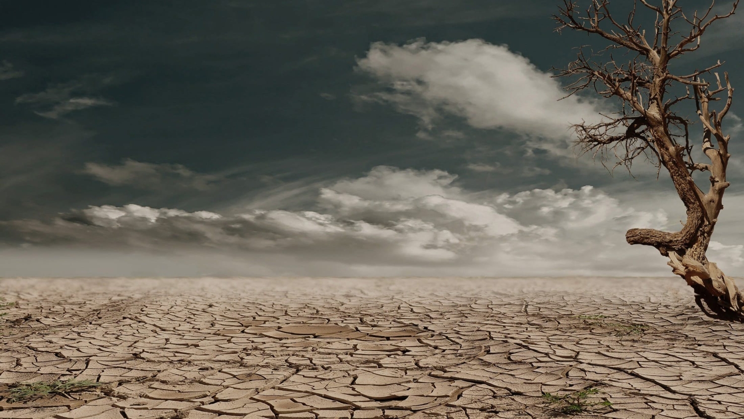 Dead tree in dry landscape