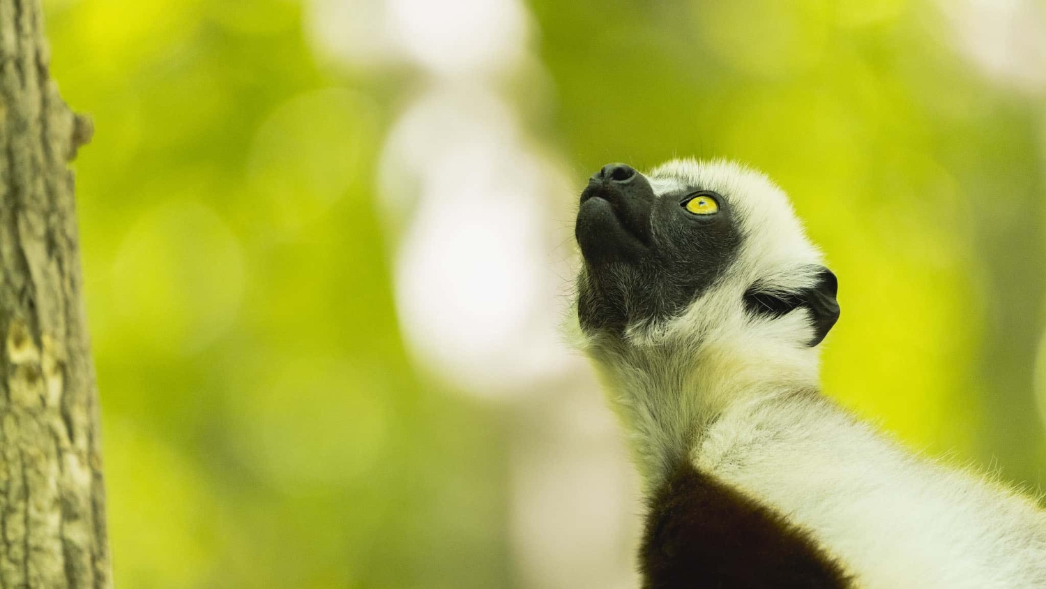 lemur