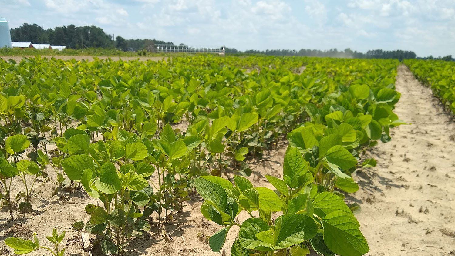 Rows of crops on a farm