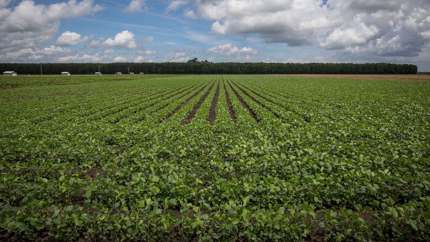 Field Crops at Tidewater Research Station