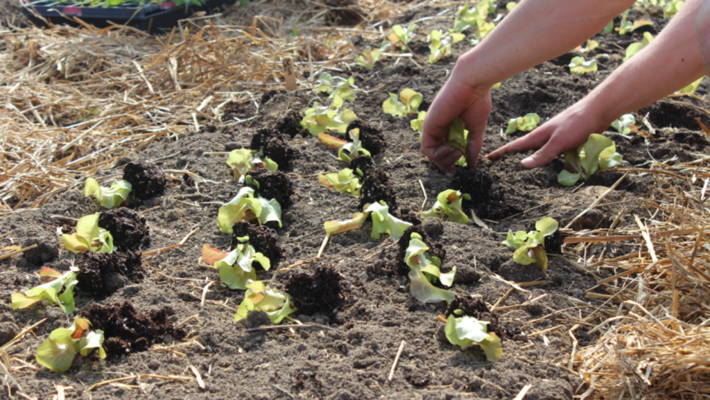 Planting lettuces at the Agroecology Education Farm