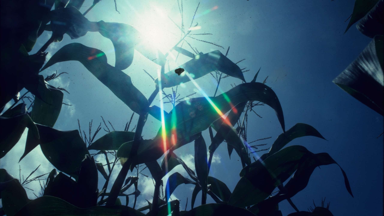 Picture of corn plant against the sky.