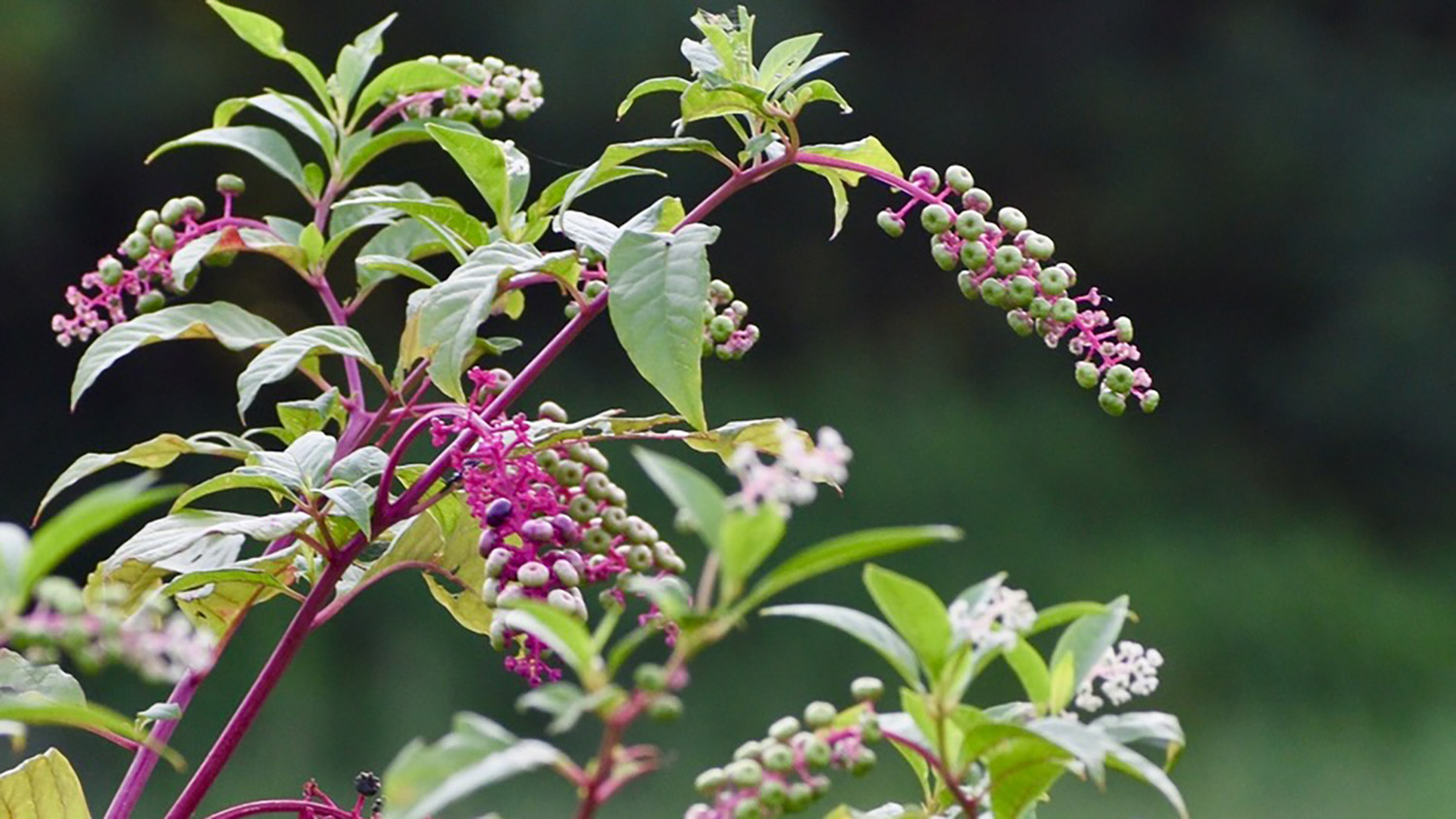 a plant with green leaves and purple blooms