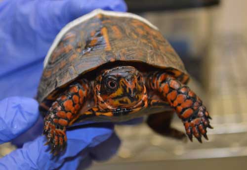 Turtle being held by student in PPE