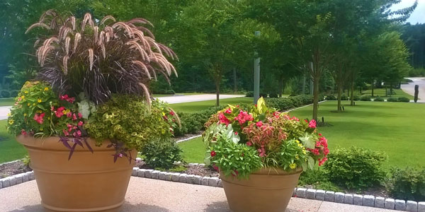 potted plants