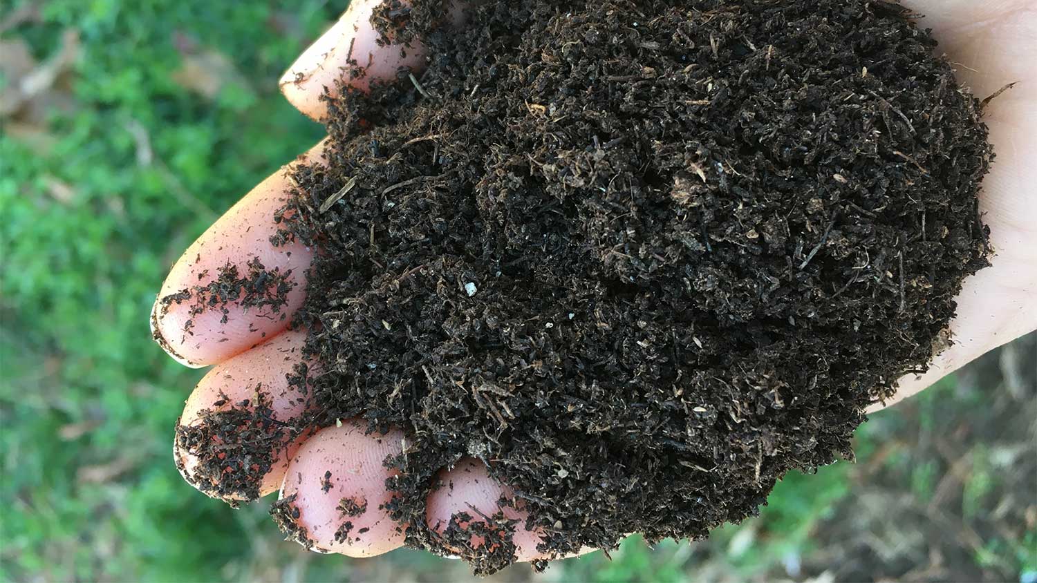 Hand holding compost
